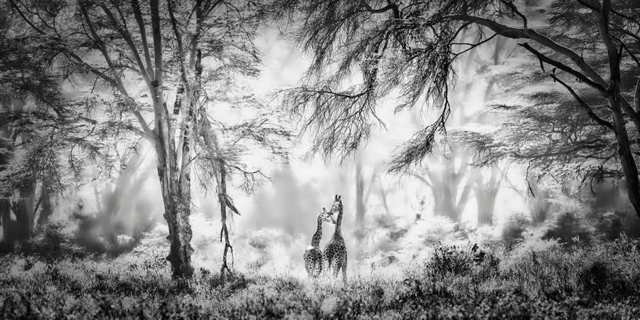 Second Place Open Nature / Landscape: "Sacred Nature" by Marina Cano - 2025 Epson International Pano Awards Winners