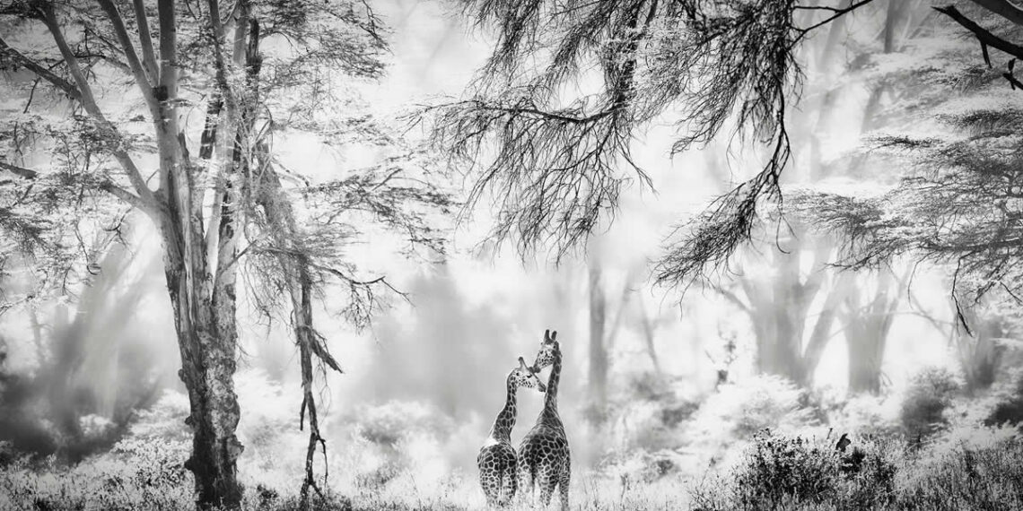 2025 Epson International Pano Awards Winners