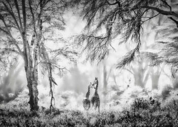 2025 Epson International Pano Awards Winners