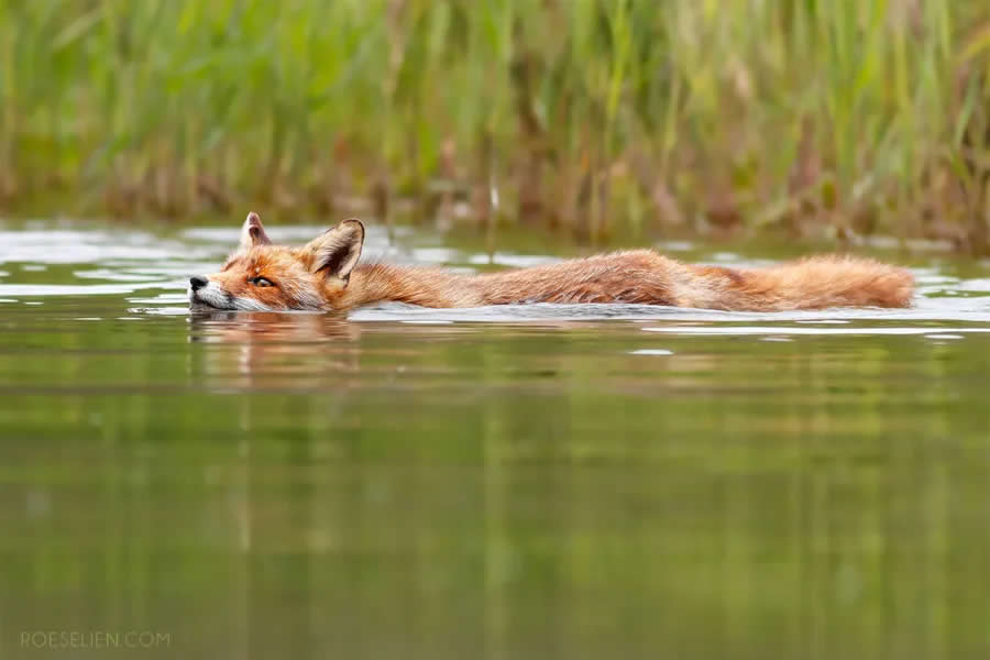 Swimming Foxes - Surprising Things About Foxes by Roeselien Raimond