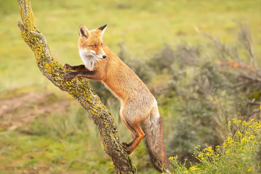 Can Foxes Climb? - Surprising Things About Foxes by Roeselien Raimond