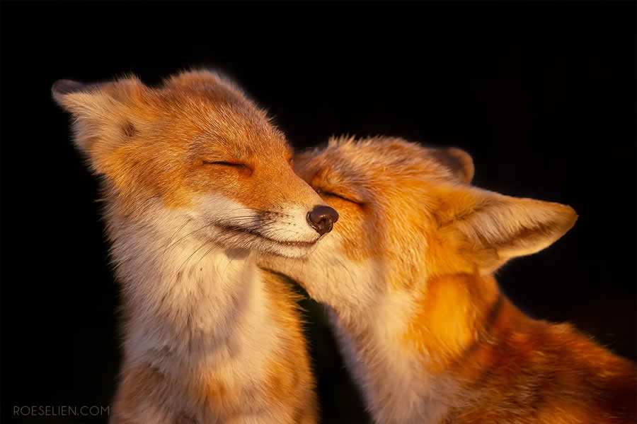 Monogamy or Polyamory? - Surprising Things About Foxes by Roeselien Raimond