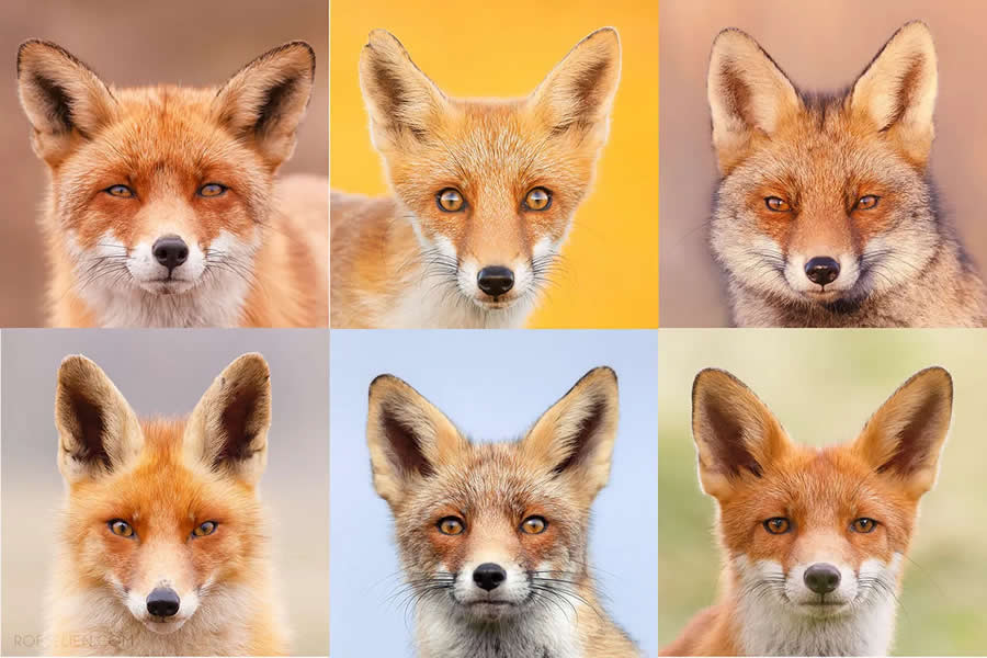 Fur Colors - Surprising Things About Foxes by Roeselien Raimond