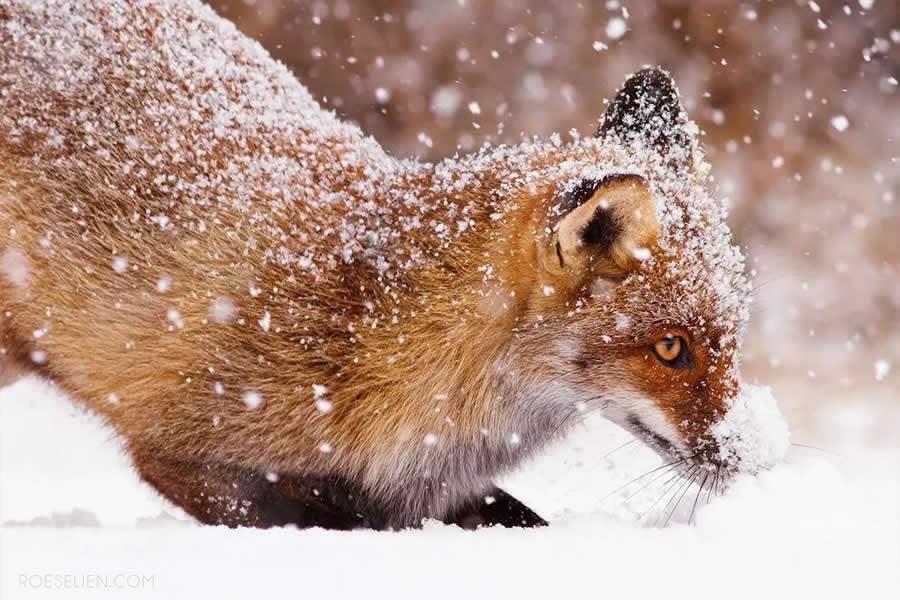 Caching Food - Surprising Things About Foxes by Roeselien Raimond