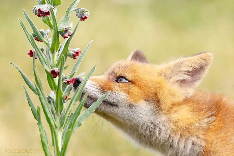 A World of Scents - Surprising Things About Foxes by Roeselien Raimond