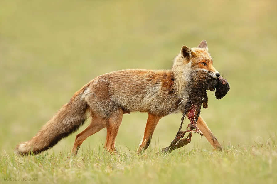 Surplus Killing / Hen-house syndrome - Surprising Things About Foxes by Roeselien Raimond