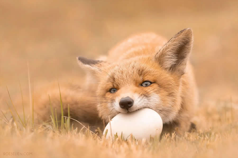 What Does the Fox Eat? - Surprising Things About Foxes by Roeselien Raimond