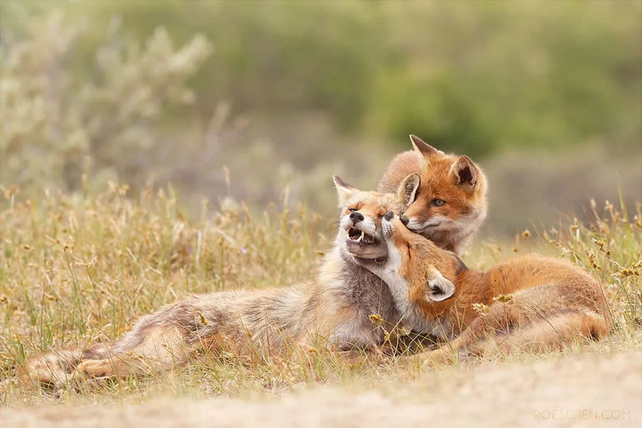 Are Foxes Solitary? - Surprising Things About Foxes by Roeselien Raimond