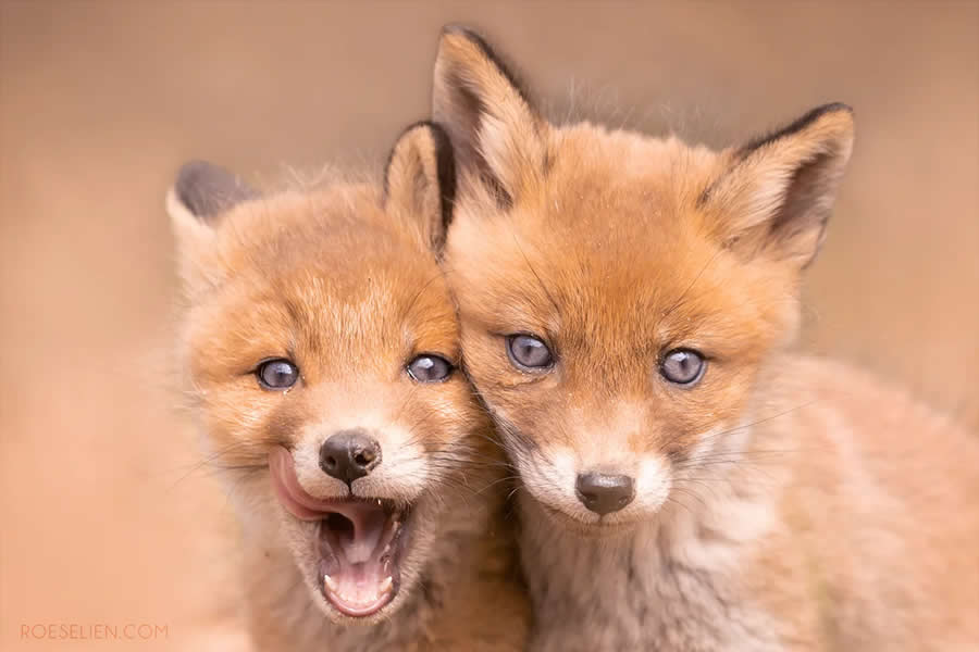 Shared Parenthood - Surprising Things About Foxes by Roeselien Raimond