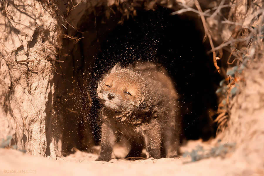 Sloppy Fox - Surprising Things About Foxes by Roeselien Raimond
