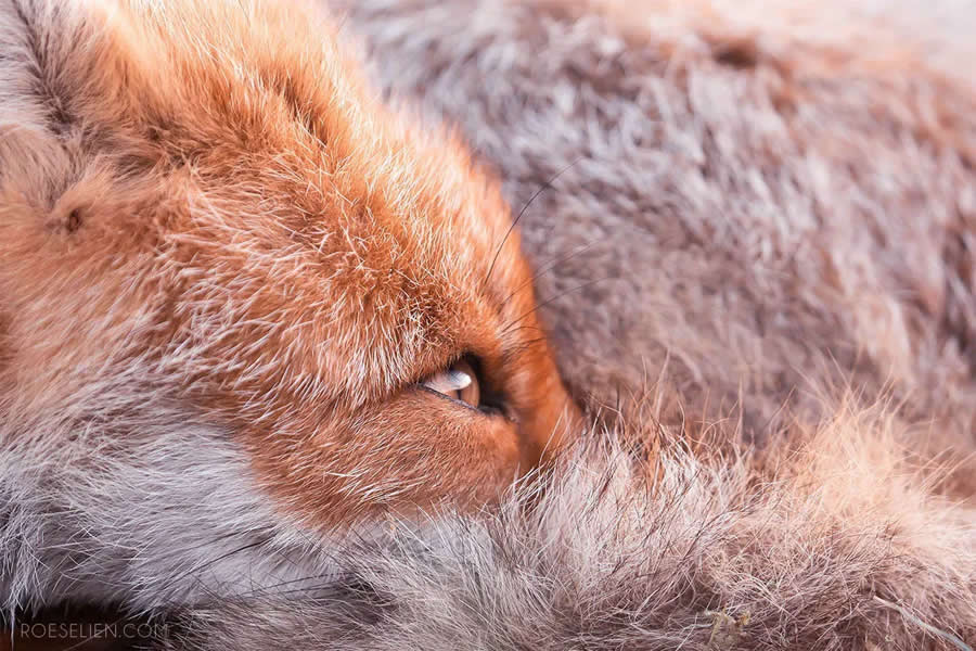 World Domination - Surprising Things About Foxes by Roeselien Raimond