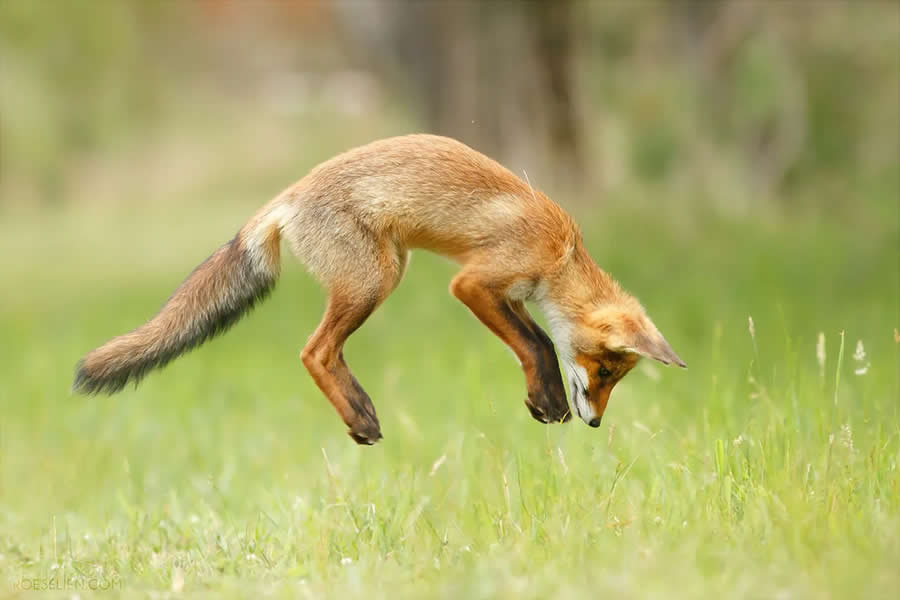The Mouse Pounce - Surprising Things About Foxes by Roeselien Raimond