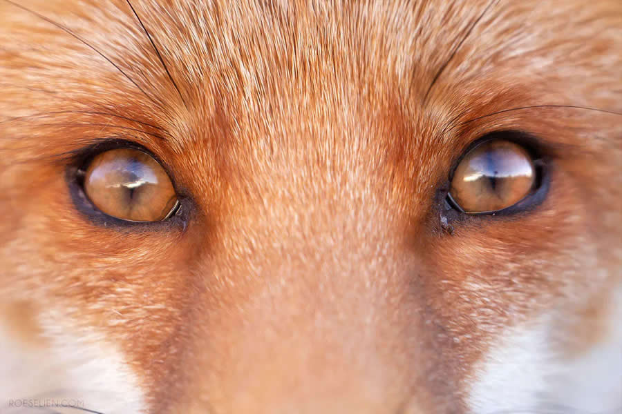 What Does the Fox See? - Surprising Things About Foxes by Roeselien Raimond