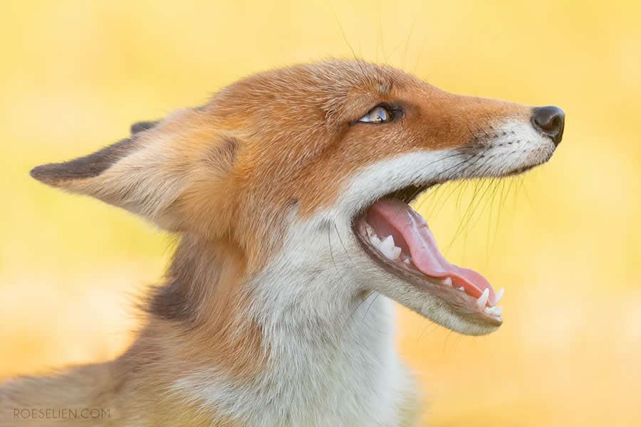 Barking Foxes - Surprising Things About Foxes by Roeselien Raimond