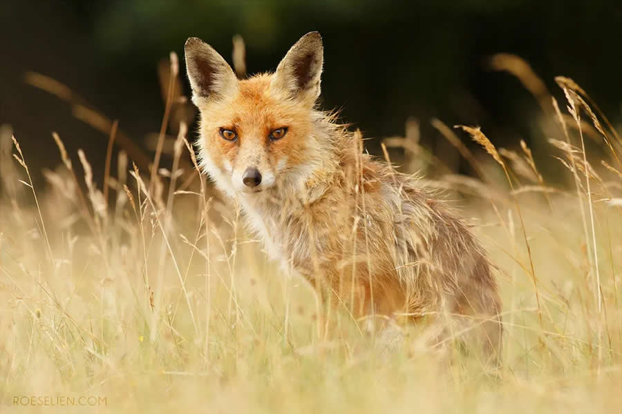 Old Foxes - Surprising Things About Foxes by Roeselien Raimond