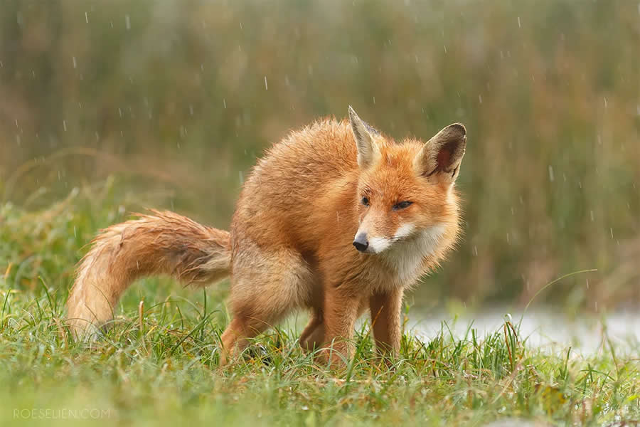 Territory Size - Surprising Things About Foxes by Roeselien Raimond