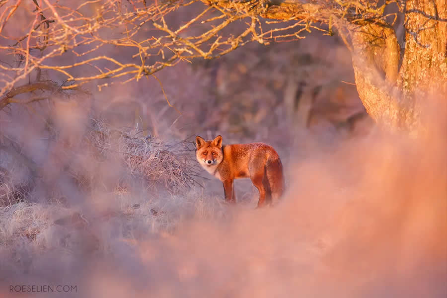 Rabies - Surprising Things About Foxes by Roeselien Raimond