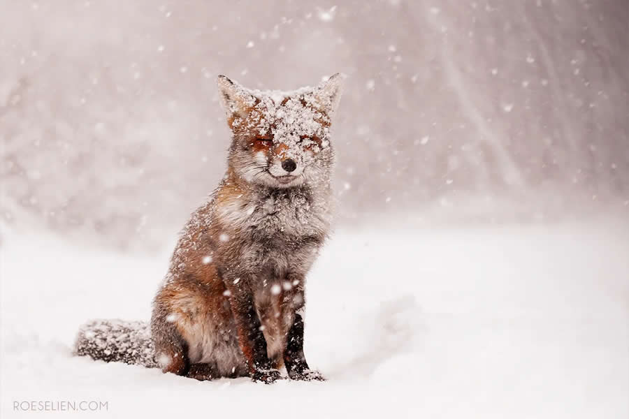Built for Snow - Surprising Things About Foxes by Roeselien Raimond