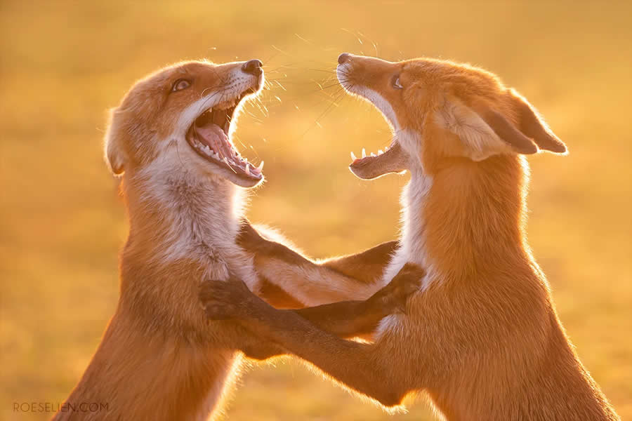 What Does the Fox Say? - Surprising Things About Foxes by Roeselien Raimond