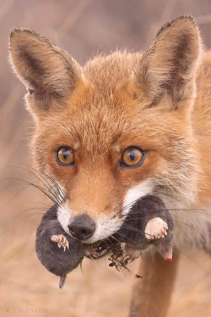 Foxes Against Lyme Disease - Surprising Things About Foxes by Roeselien Raimond