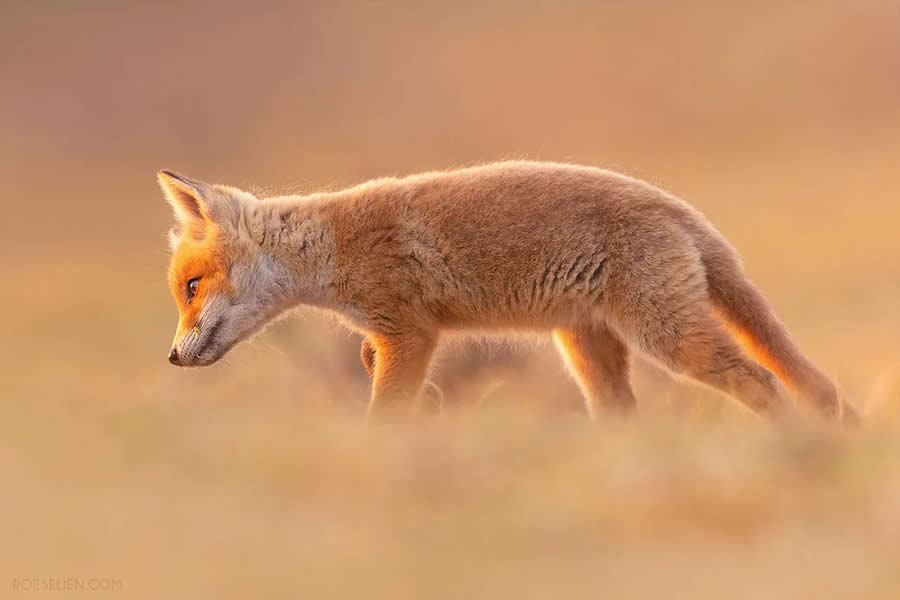What Does the Fox Hear? - Surprising Things About Foxes by Roeselien Raimond