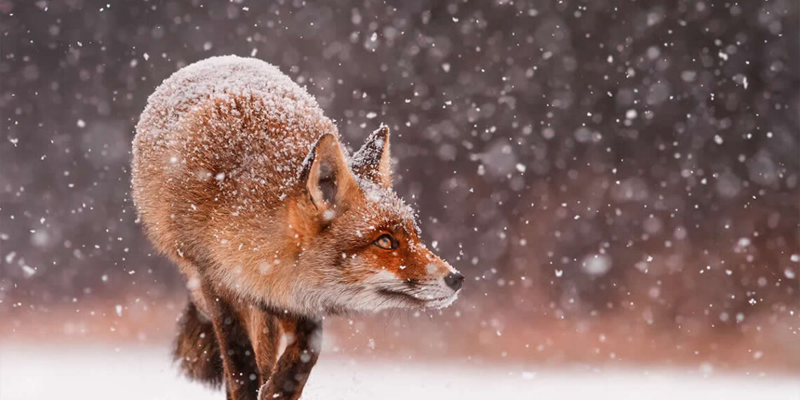 Surprising Things About Foxes by Roeselien Raimond