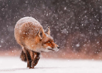 Surprising Things About Foxes by Roeselien Raimond