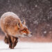 Surprising Things About Foxes by Roeselien Raimond