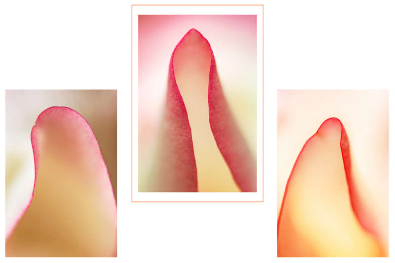 Artistic Floral Abstract Photos by Somanjan Ponda