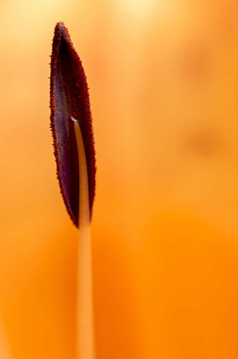 Artistic Floral Abstract Photos by Somanjan Ponda