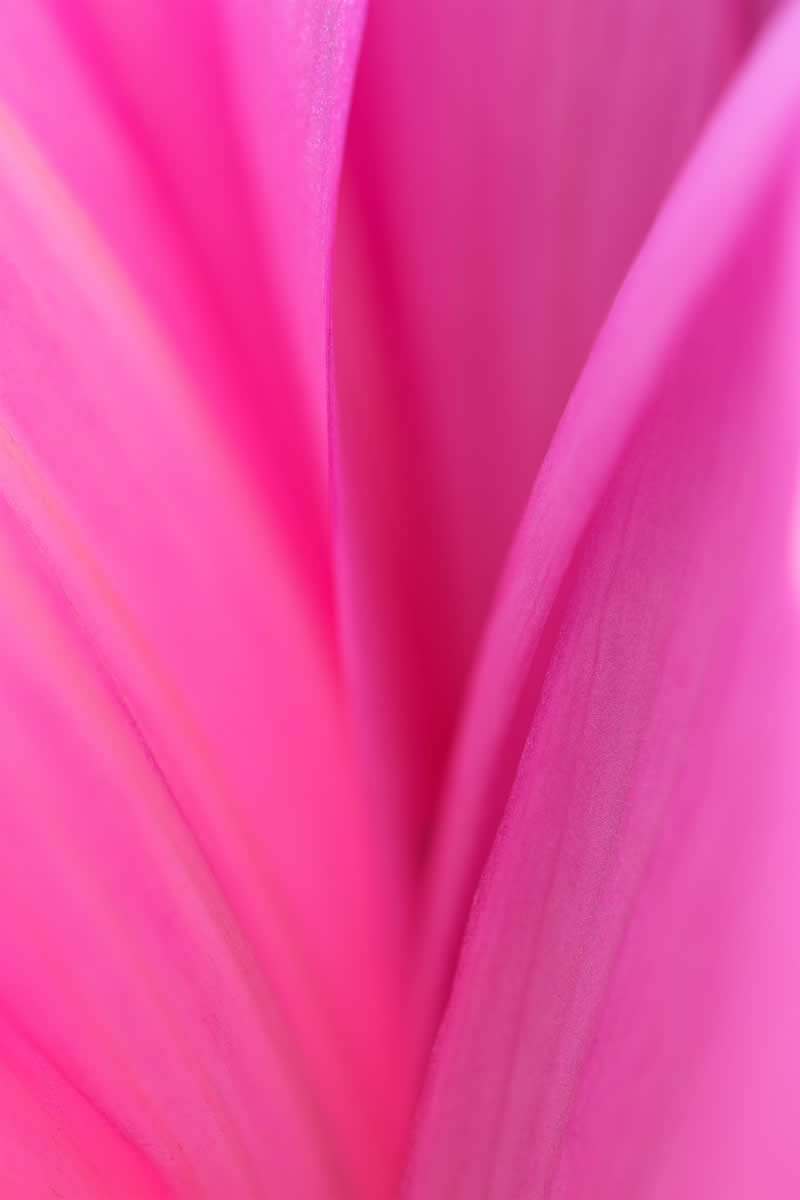 Artistic Floral Abstract Photos by Somanjan Ponda