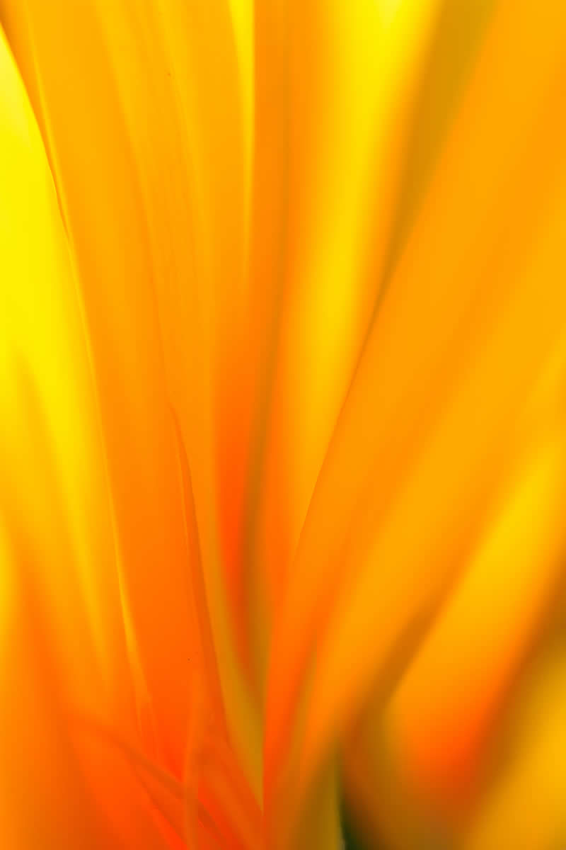 Artistic Floral Abstract Photos by Somanjan Ponda