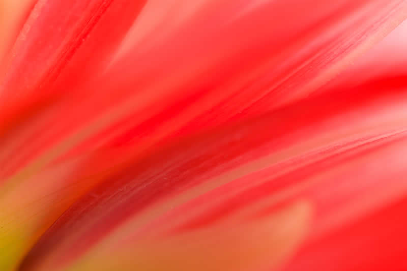 Artistic Floral Abstract Photos by Somanjan Ponda