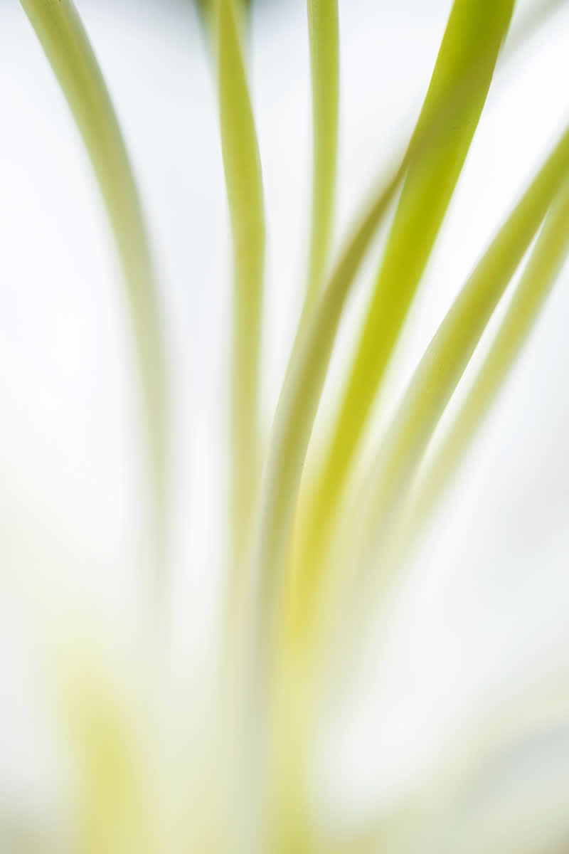 Artistic Floral Abstract Photos by Somanjan Ponda