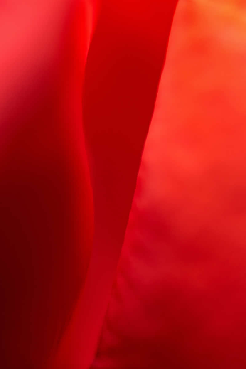 Artistic Floral Abstract Photos by Somanjan Ponda