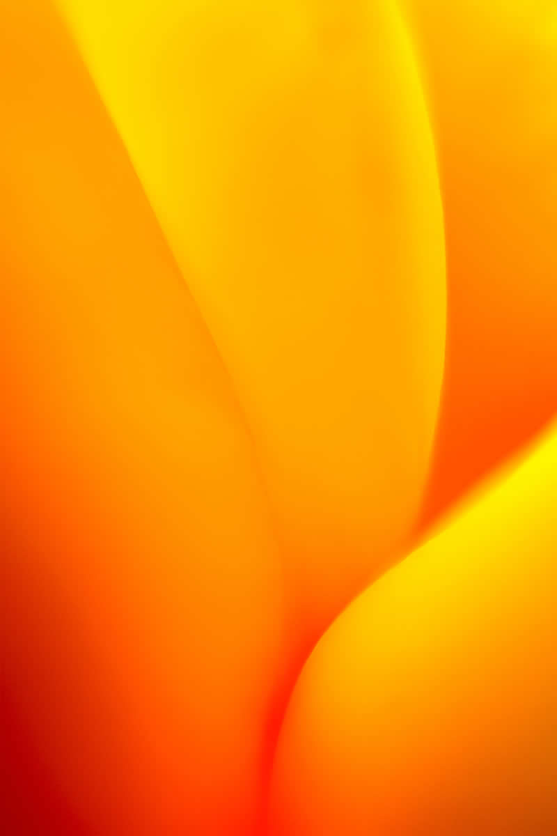 Artistic Floral Abstract Photos by Somanjan Ponda