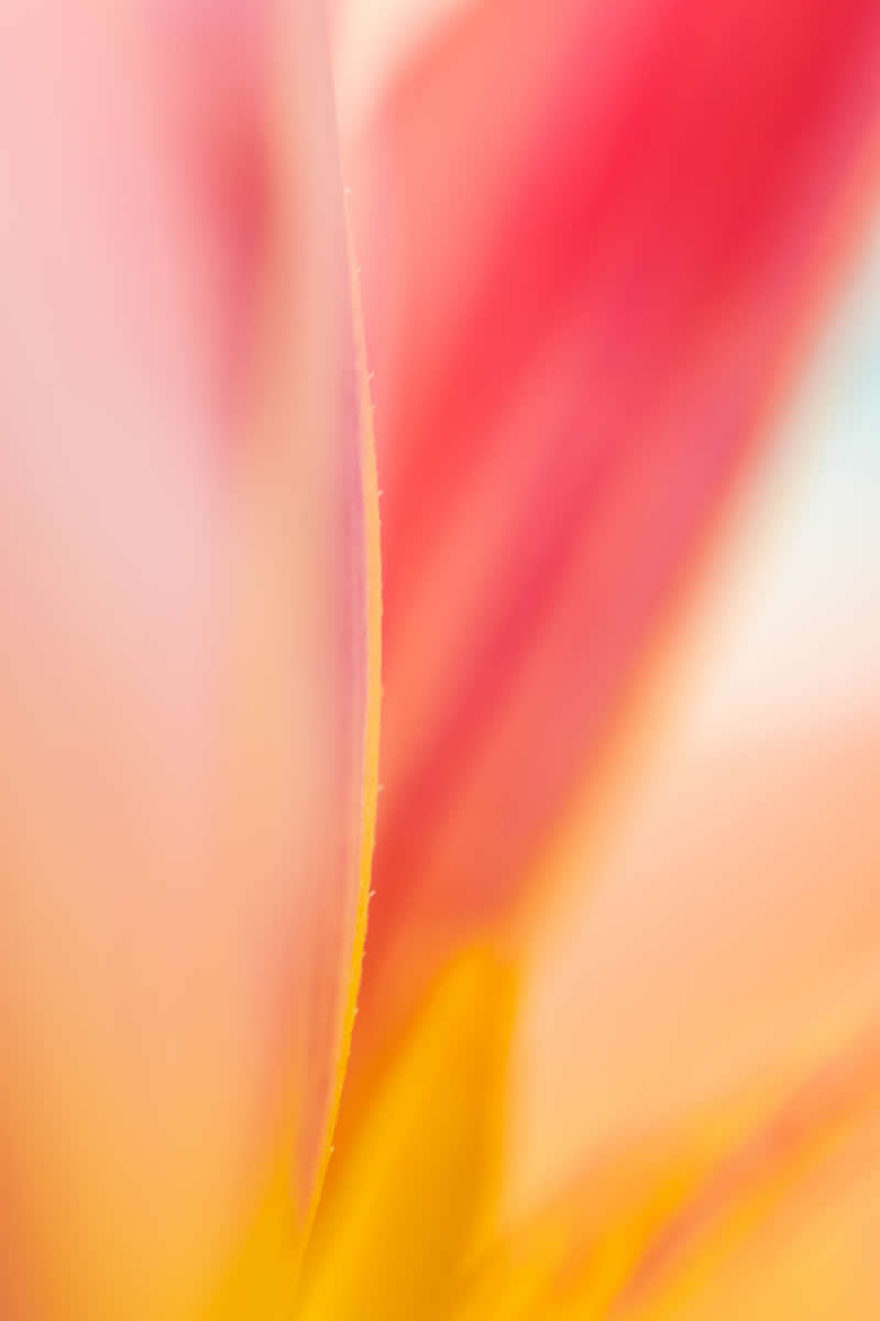 Artistic Floral Abstract Photos by Somanjan Ponda