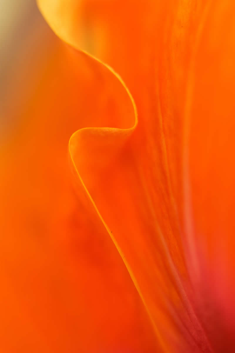 Artistic Floral Abstract Photos by Somanjan Ponda
