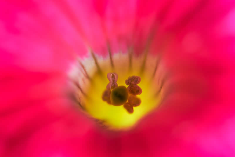 Artistic Floral Abstract Photos by Somanjan Ponda