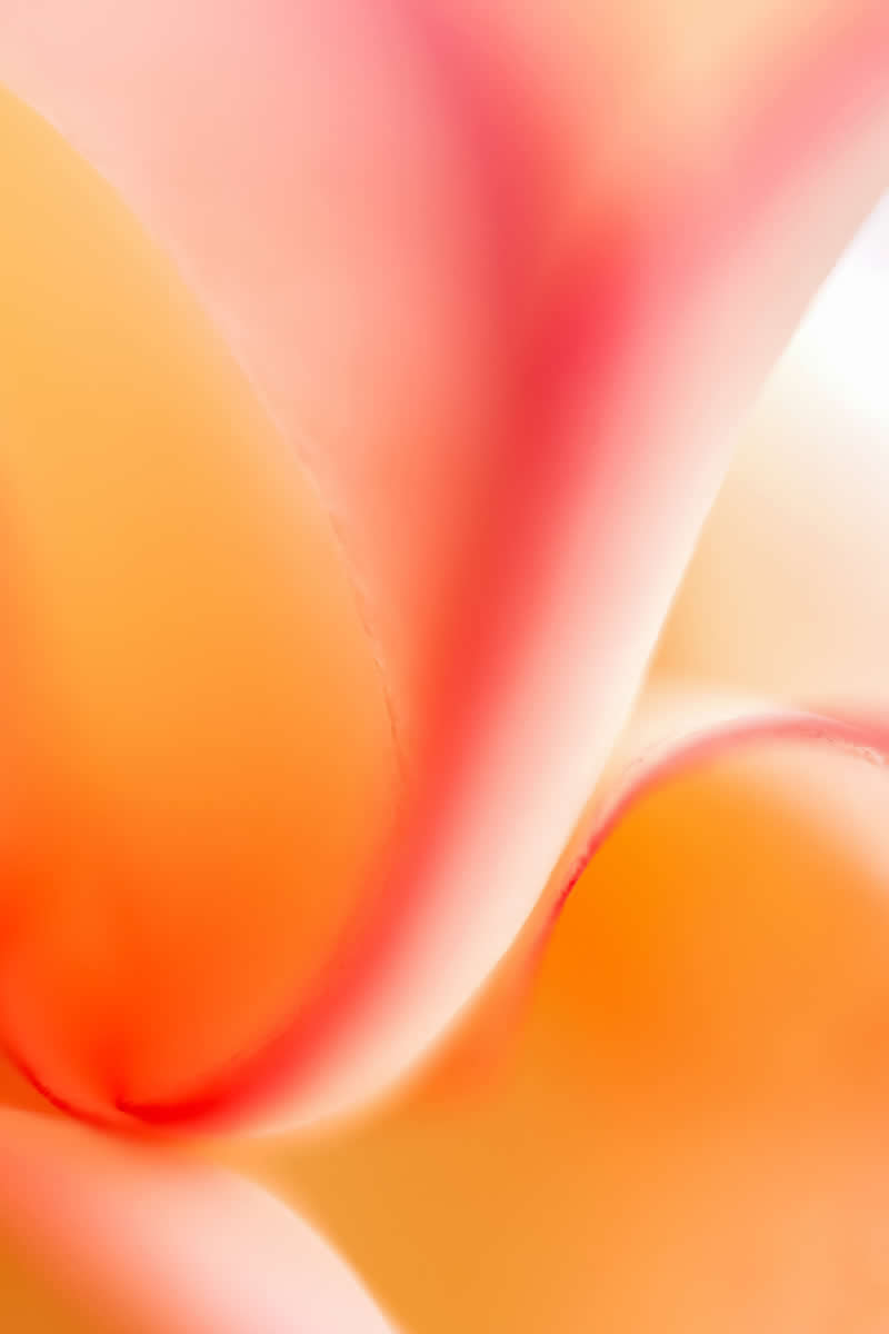 Artistic Floral Abstract Photos by Somanjan Ponda