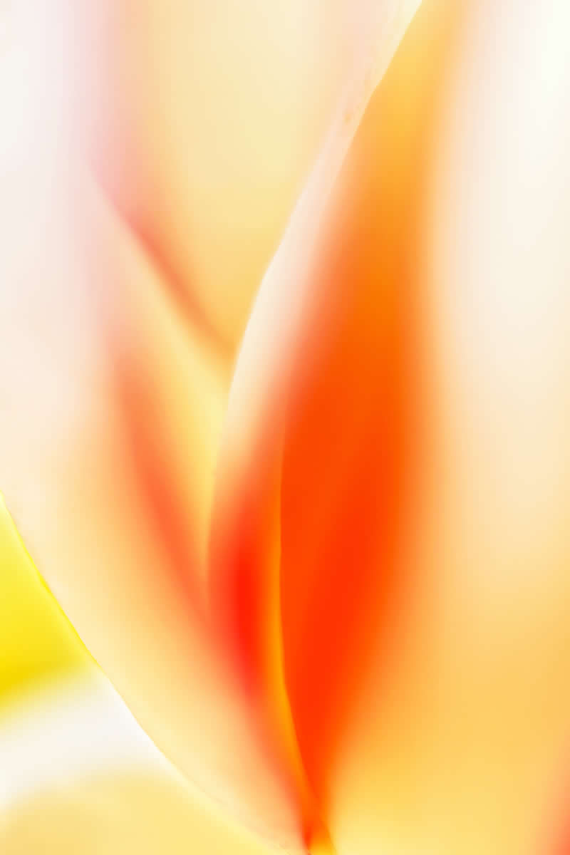 Artistic Floral Abstract Photos by Somanjan Ponda