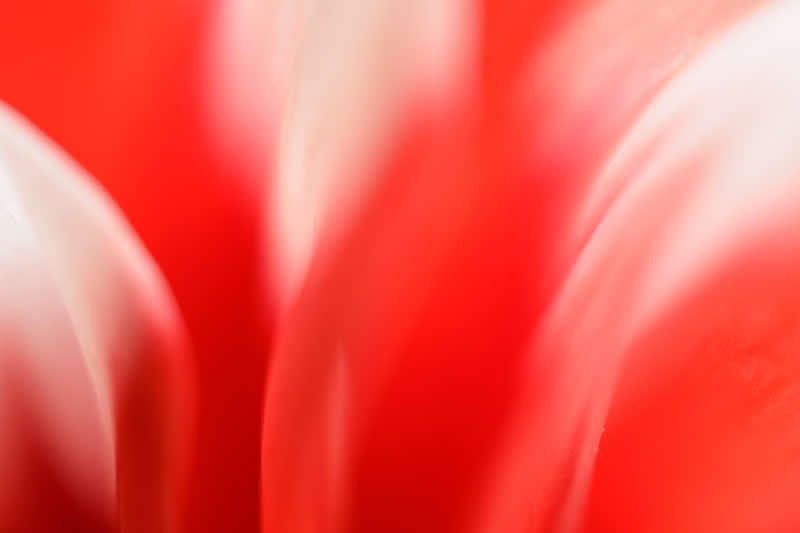 Artistic Floral Abstract Photos by Somanjan Ponda