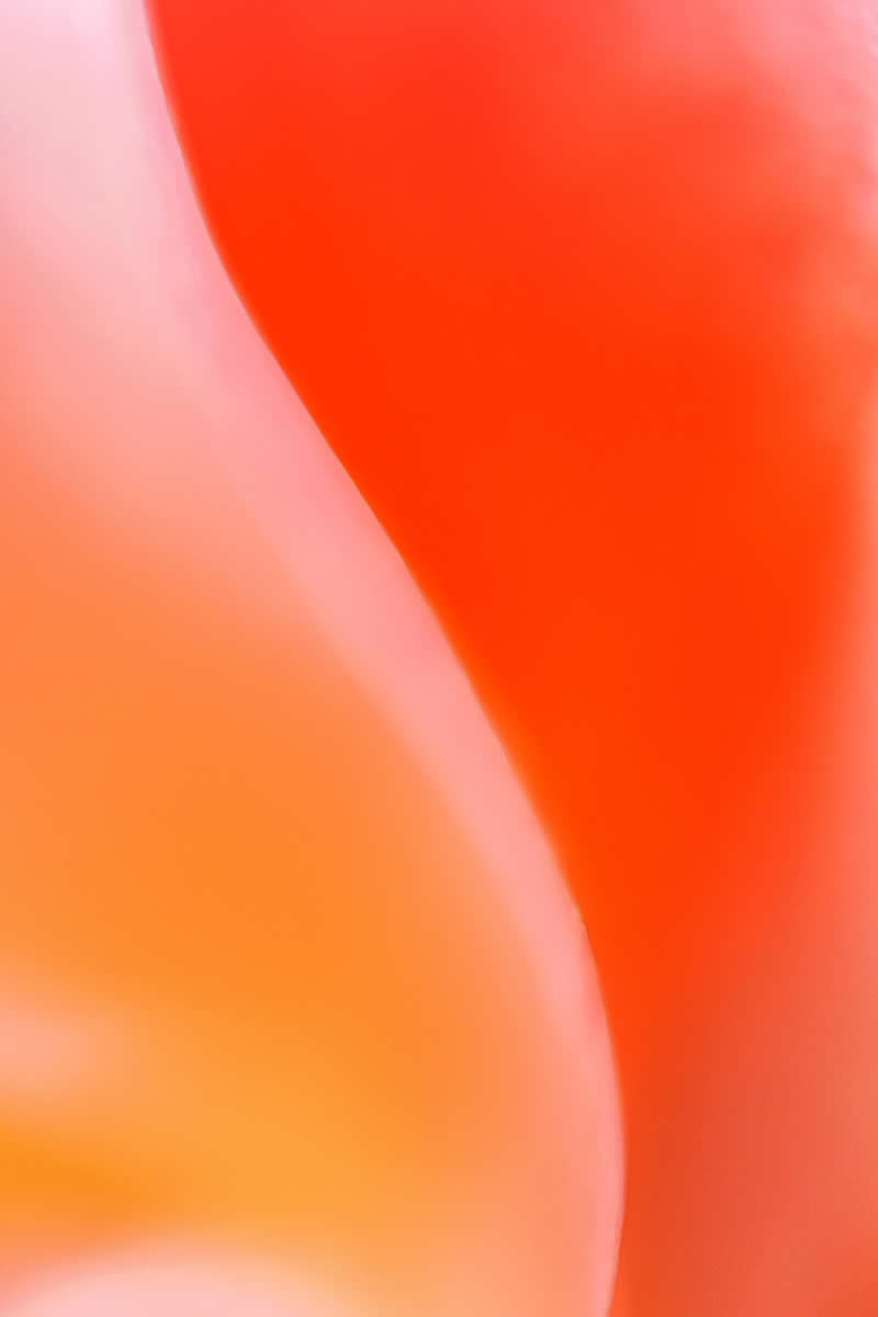 Artistic Floral Abstract Photos by Somanjan Ponda