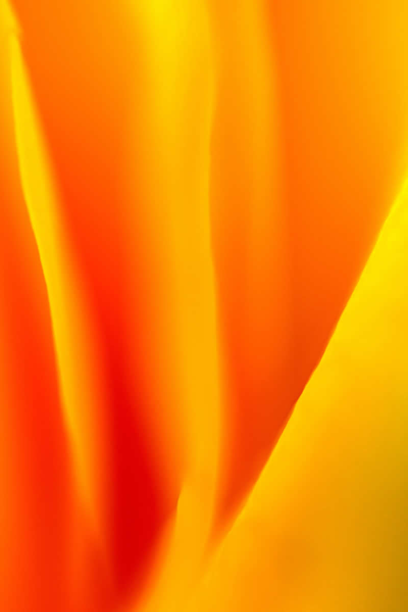 Artistic Floral Abstract Photos by Somanjan Ponda