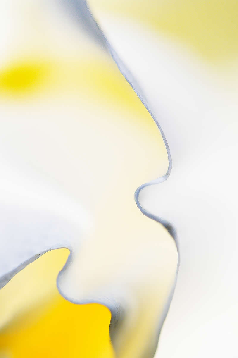 Artistic Floral Abstract Photos by Somanjan Ponda