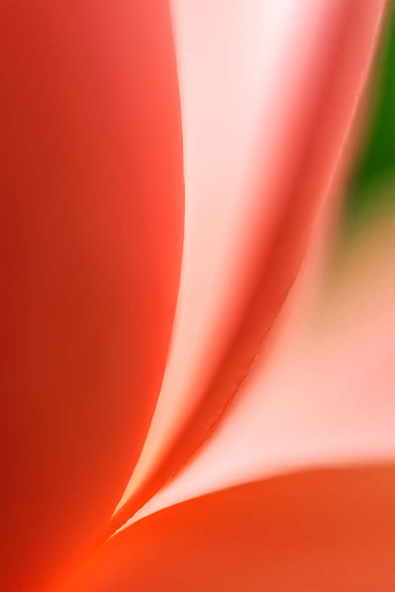 Artistic Floral Abstract Photos by Somanjan Ponda