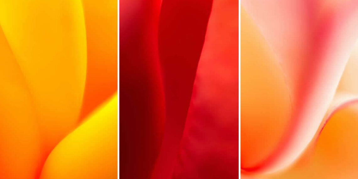 Artistic Floral Abstract Photos by Somanjan Ponda