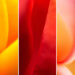 Artistic Floral Abstract Photos by Somanjan Ponda