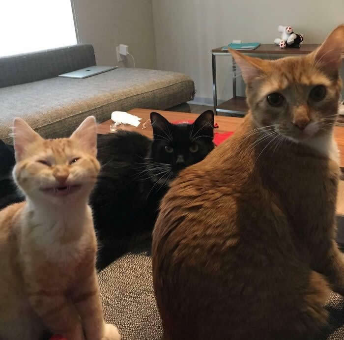 Hilarious and Heart-Melting Cats