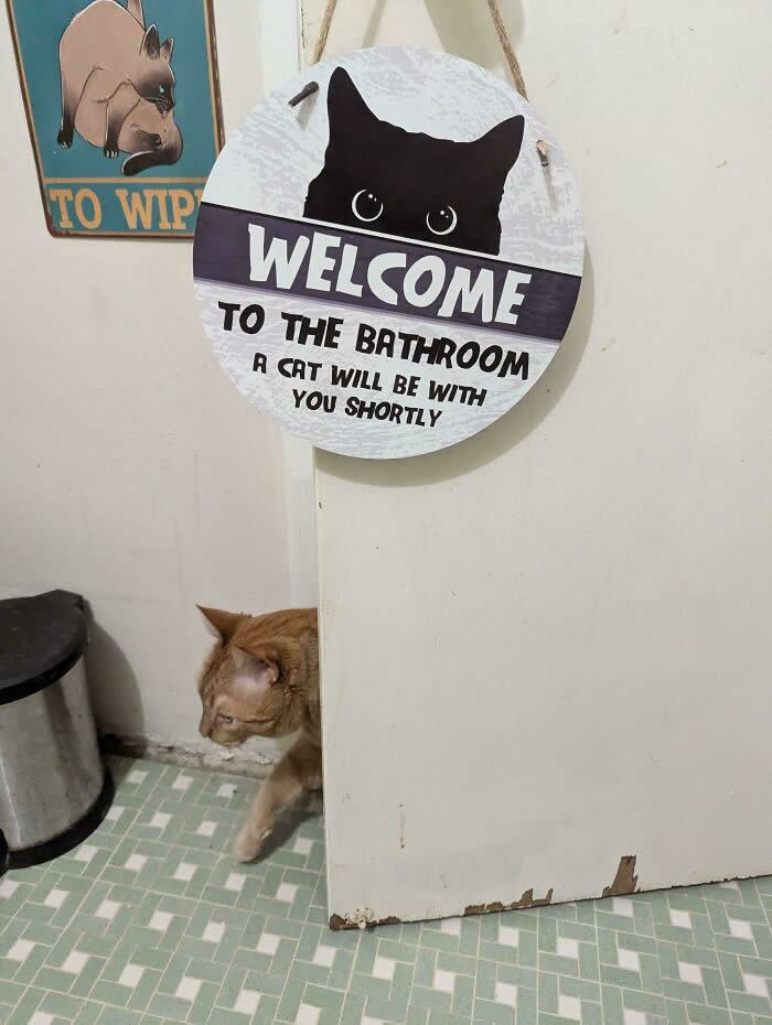 Hilarious and Heart-Melting Cats